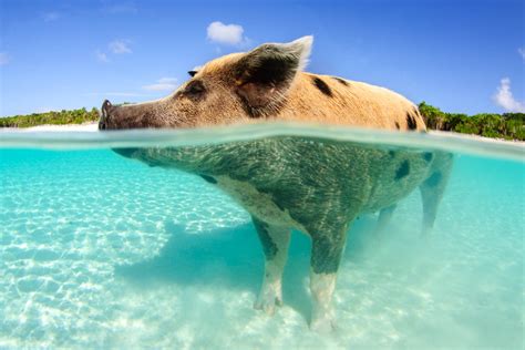 pigs in nassau|All About The Bahamas Swimming Pigs